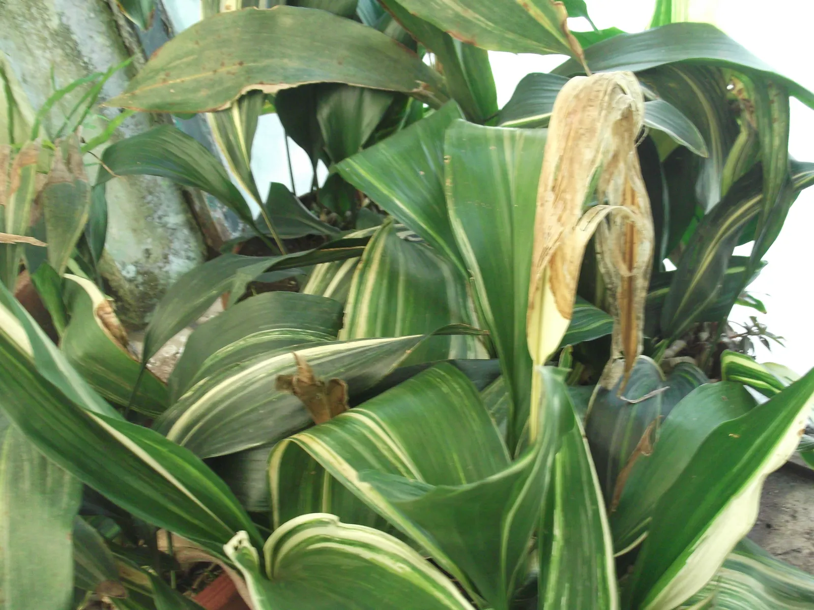 7. Cast Iron Plant (Aspidistra elatior) (By Yercaud-elango, CC BY-SA 4.0)