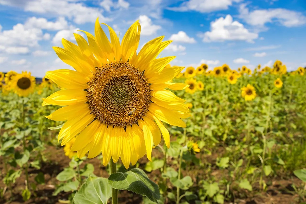 What Heliotropism Actually Means (Image Credits: Pixabay)