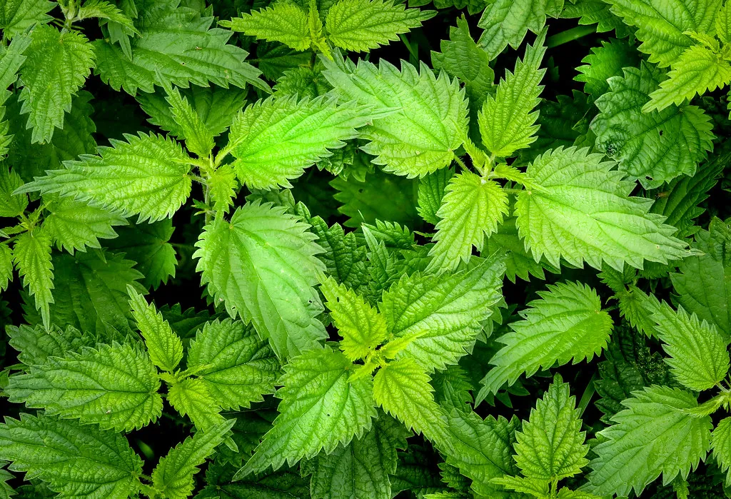 4. Stinging Nettle: A Familiar Sting With a Surprising Chemistry (Image Credits: Flickr)