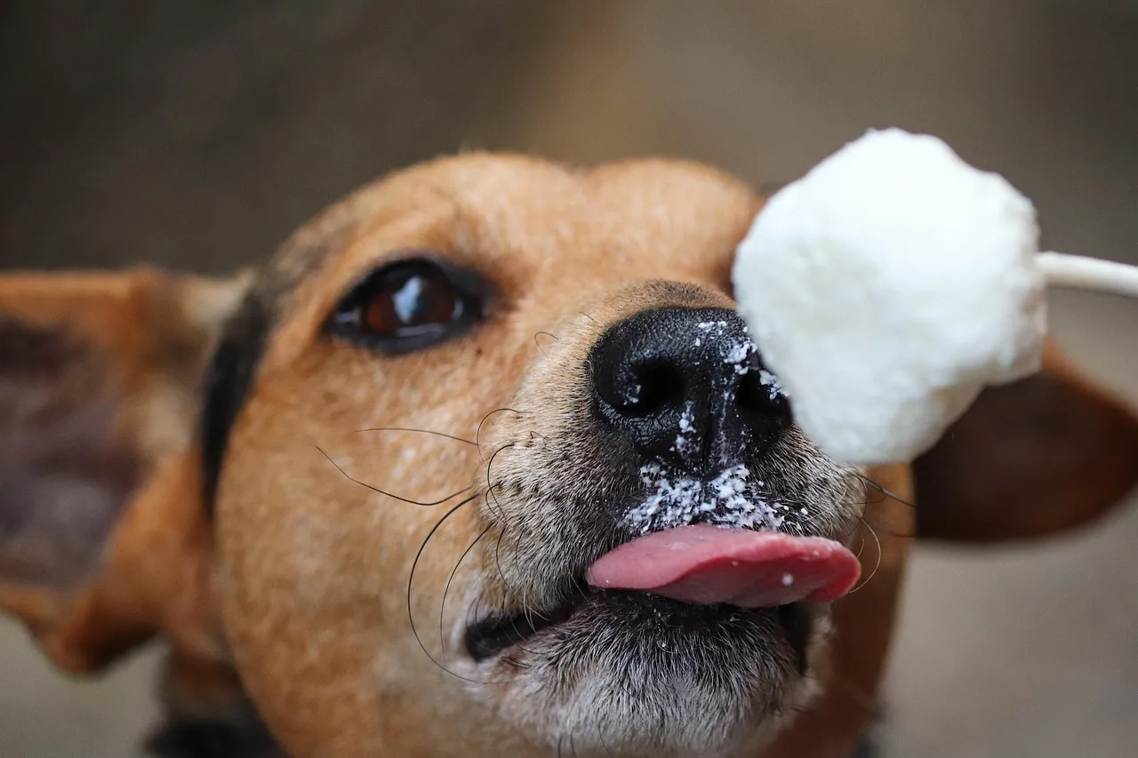 The Cold Nose Has a Separate Purpose (Image Credits: Pixabay)