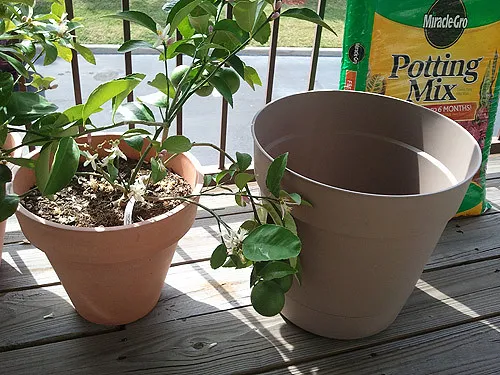 How to Size Up Properly When Repotting (themissy, Flickr, CC BY 2.0)
