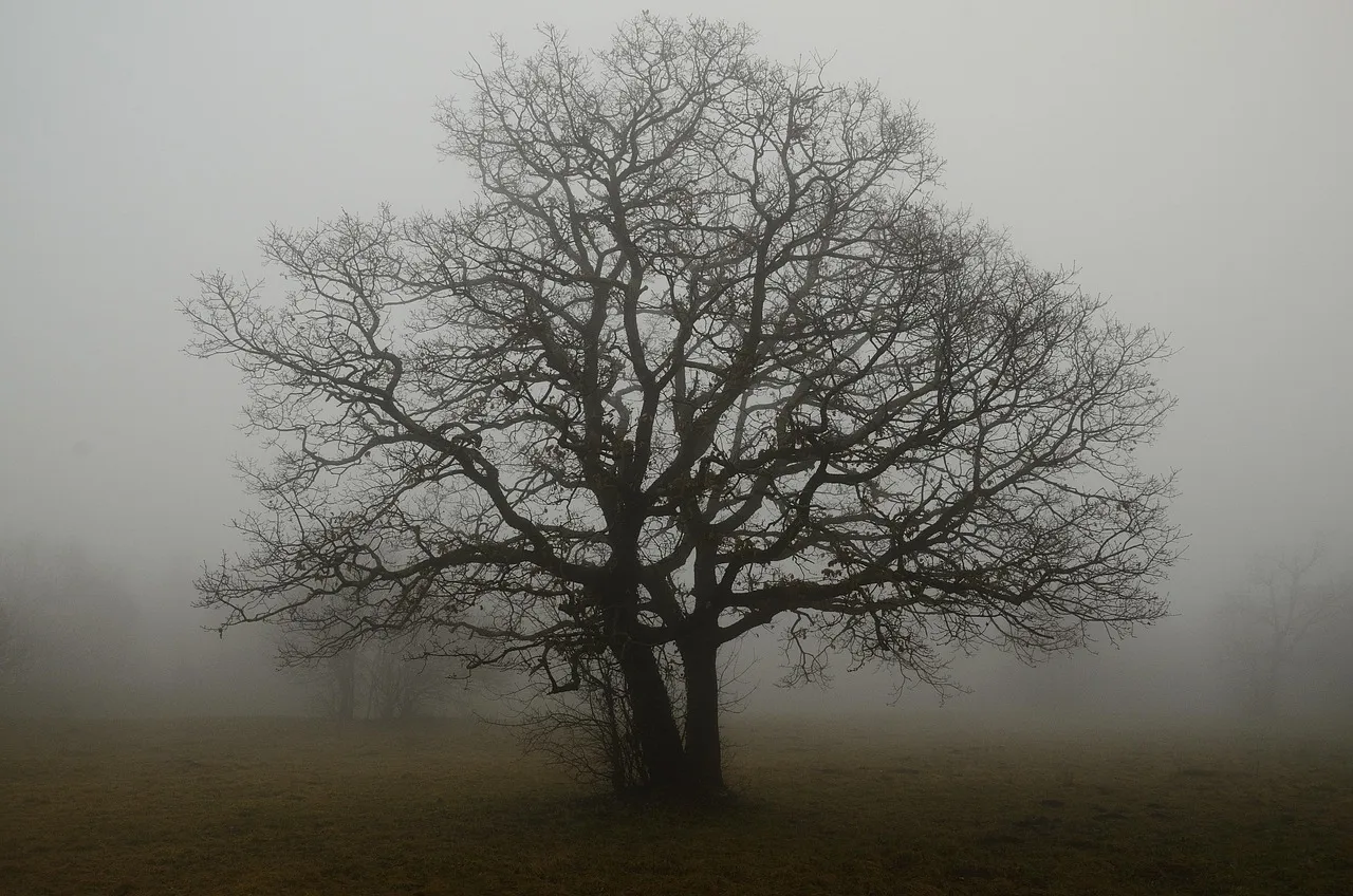 Why Dry Shade Is So Challenging (Image Credits: Pixabay)