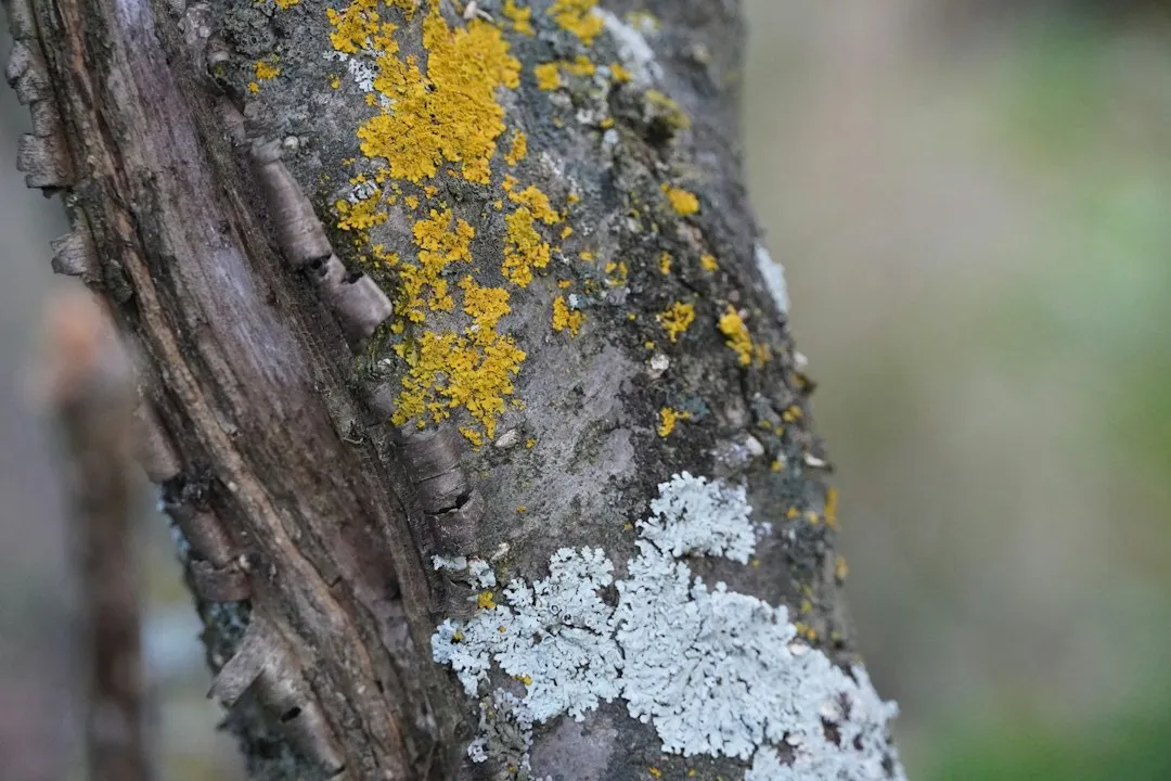 What Lichen Actually Is (Image Credits: Unsplash)