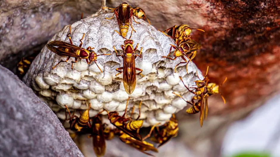 Social Wasps as Pest Controllers and Pollinators (Image Credits: Pexels)