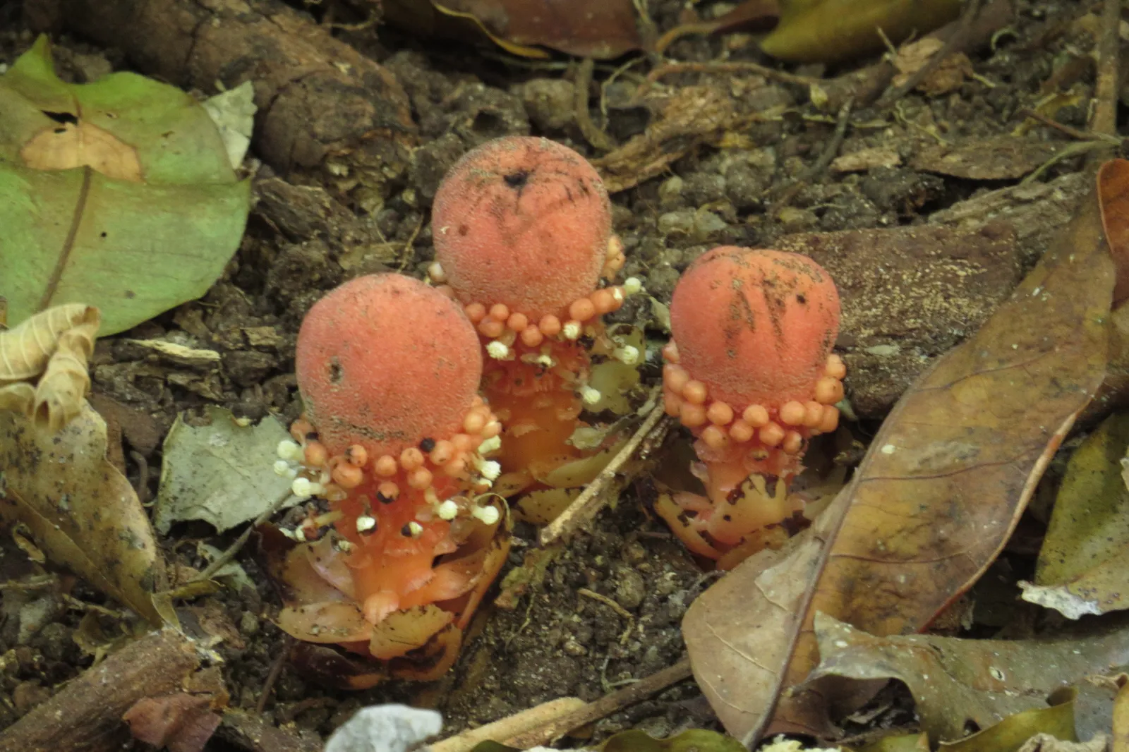 3. Balanophora: The Plant That Abandoned Its Own Roots (By coenobita, CC BY 4.0)