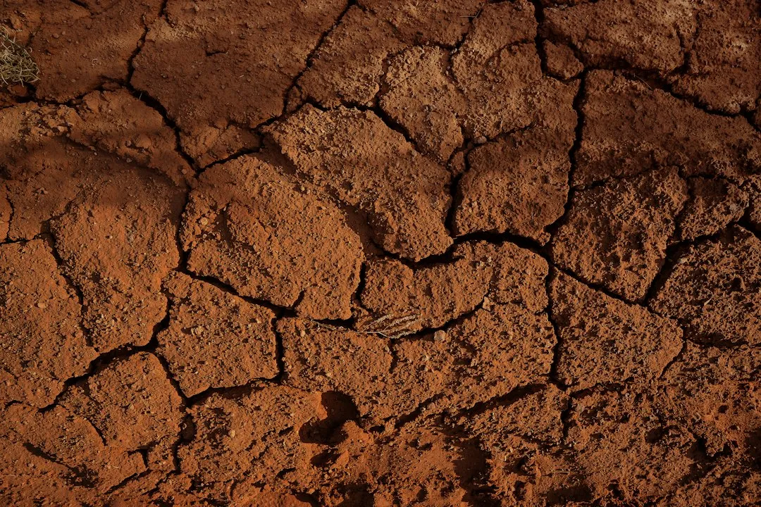 Low Soil pH: The Acid Signal (Image Credits: Unsplash)