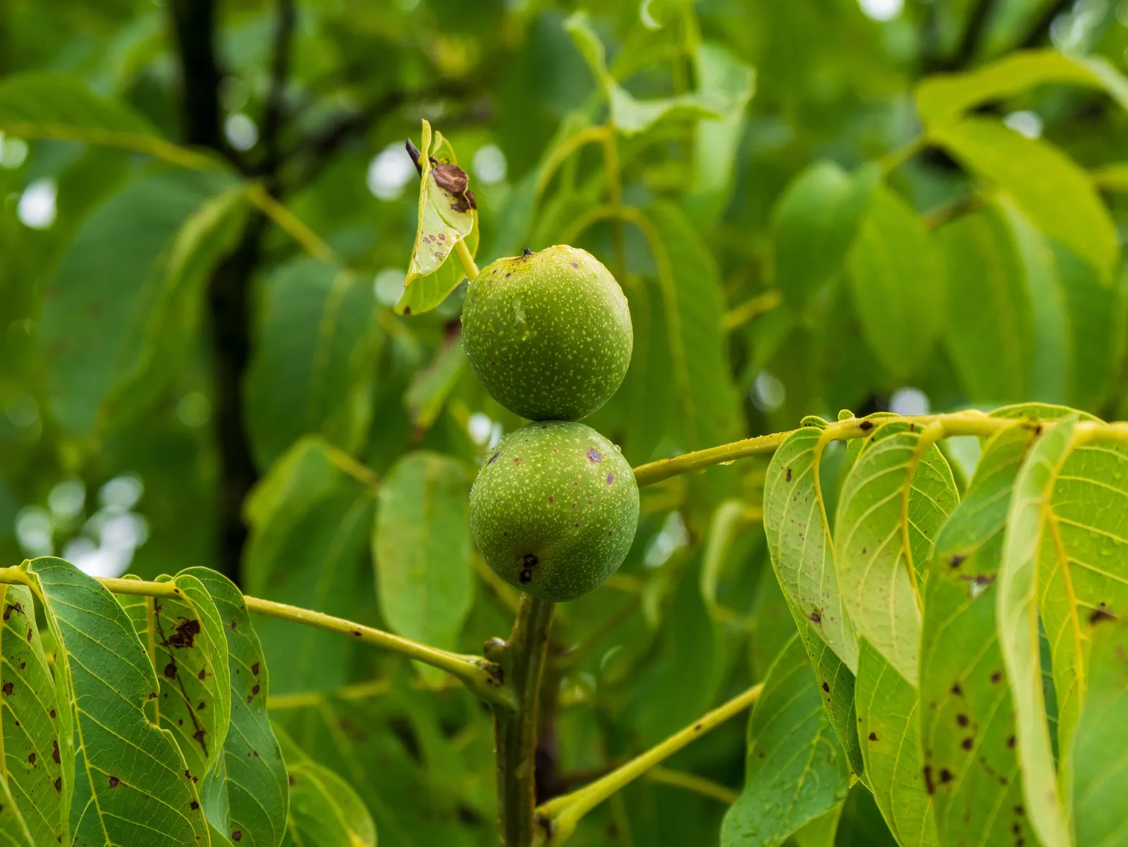 Meet the Black Walnut: A Beautiful, Ruthless Tree (Image Credits: Pexels)