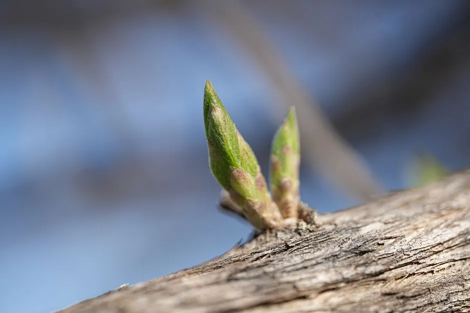 The Bud Union: A Built-In Weak Point (Image Credits: Pexels)