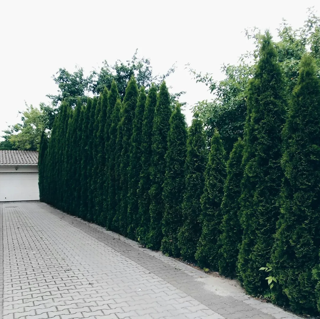 Why Privacy Plants Matter More Than Fences Here (Image Credits: Unsplash)