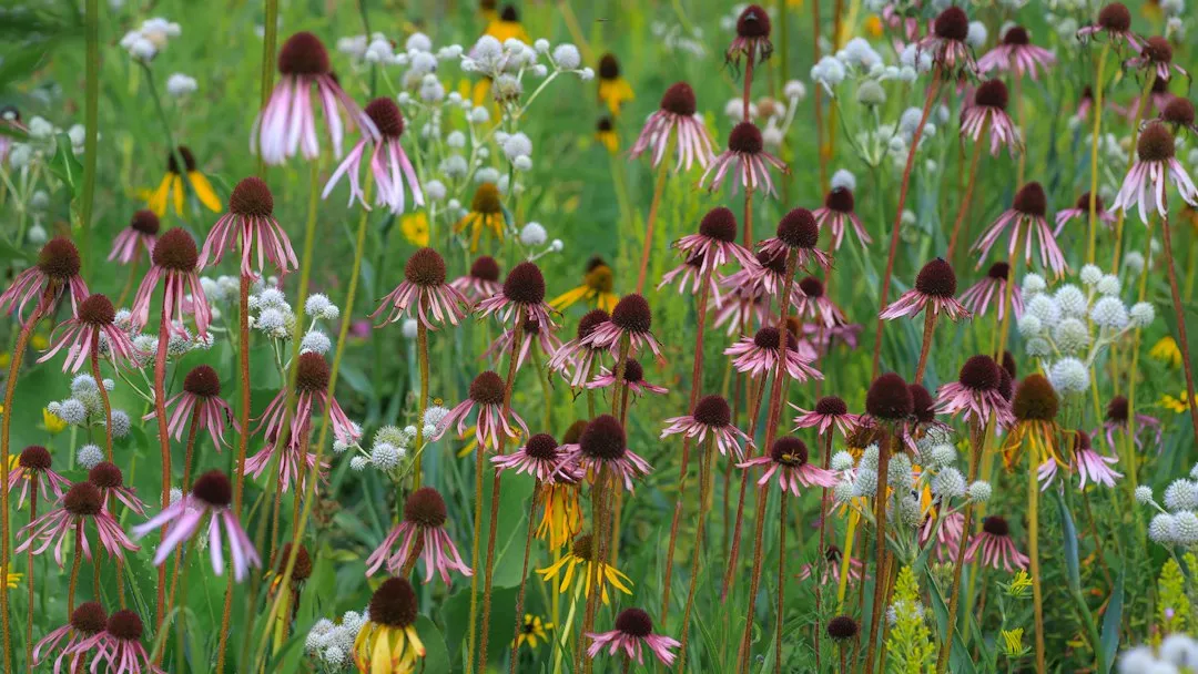 3. Coneflower (Echinacea): A Prairie Native Built for the Cold (Image Credits: Unsplash)