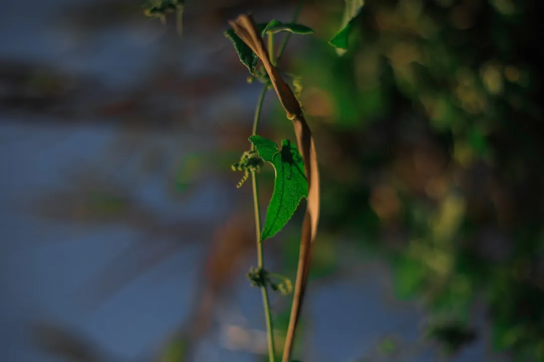 2. Green Lacewing (Image Credits: Unsplash)