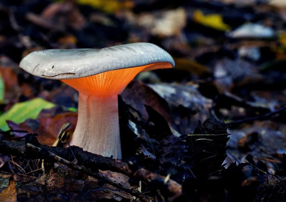 Do Not Eat It - This Is Critical (Image Credits: Pexels)