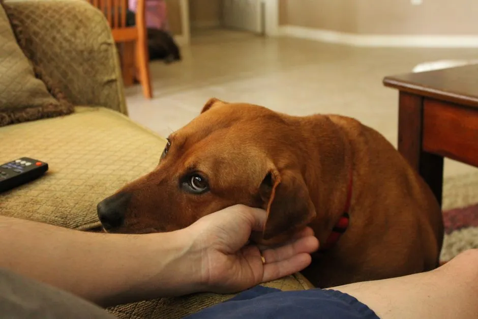 Physical Contact as the Dog's Primary Language (Image Credits: Pexels)