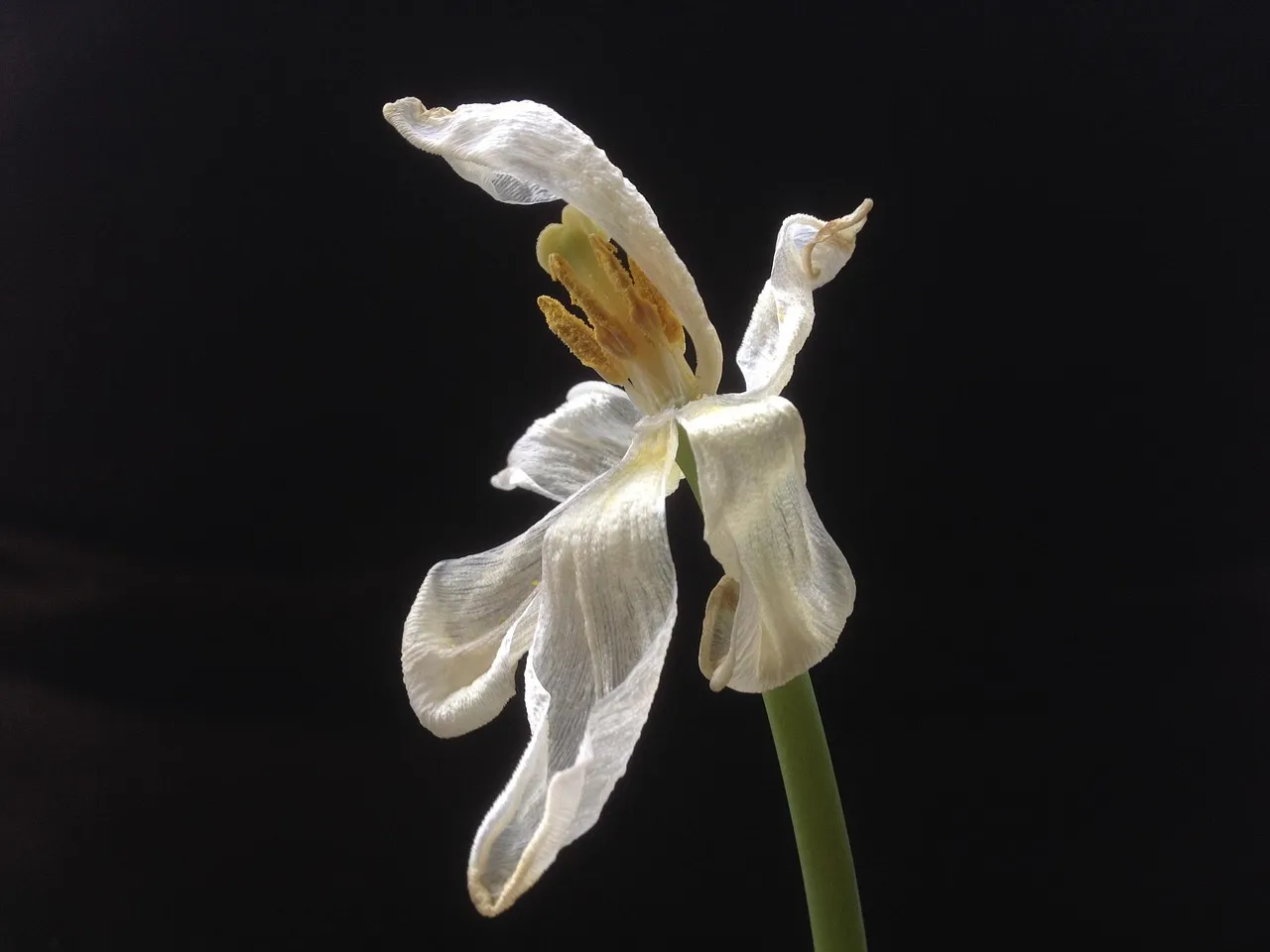 What Science Now Tells Us About Why Flowers Wilt at All (Image Credits: Pixabay)