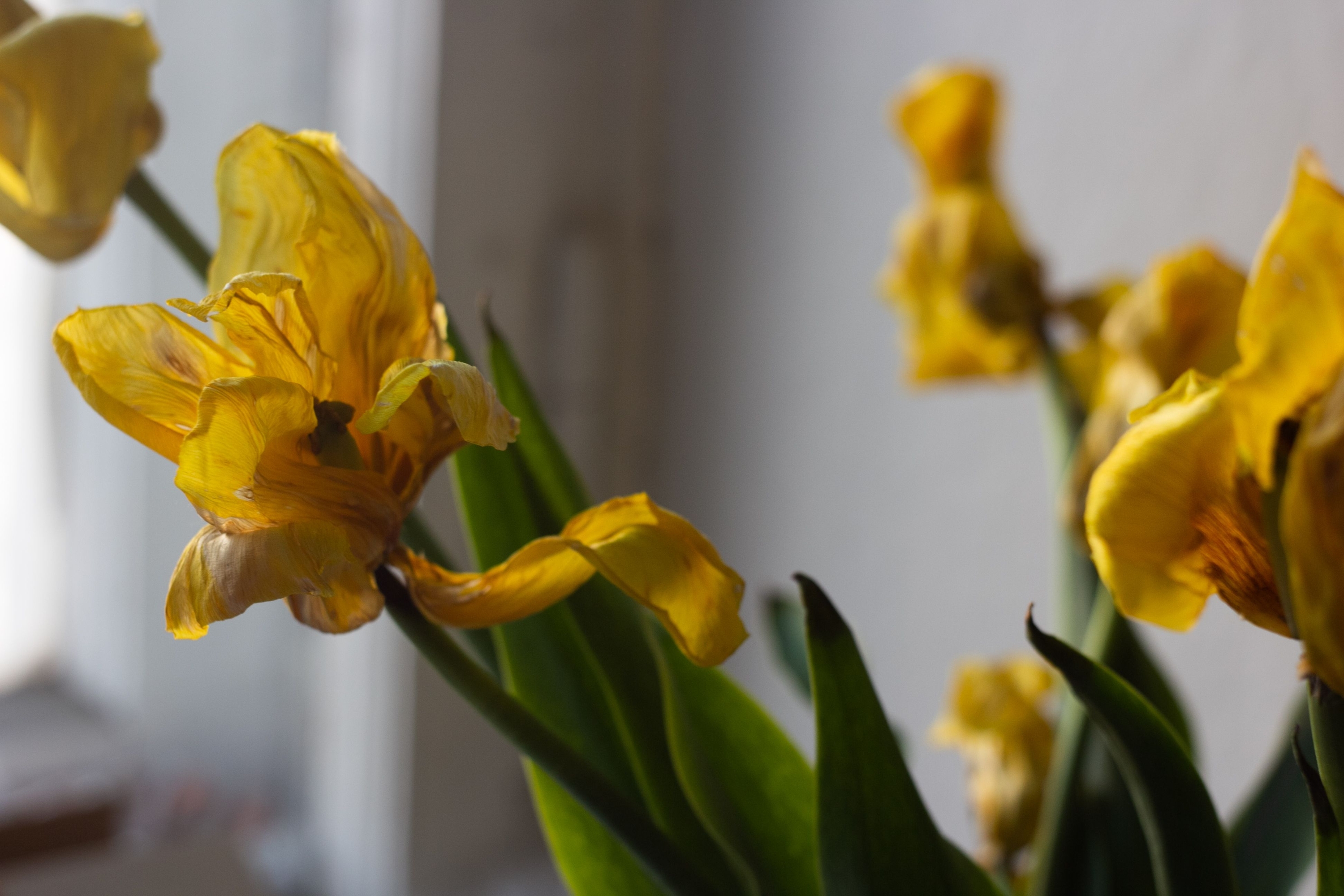 The Surprising Reason Your Houseplants Struggle Every Winter