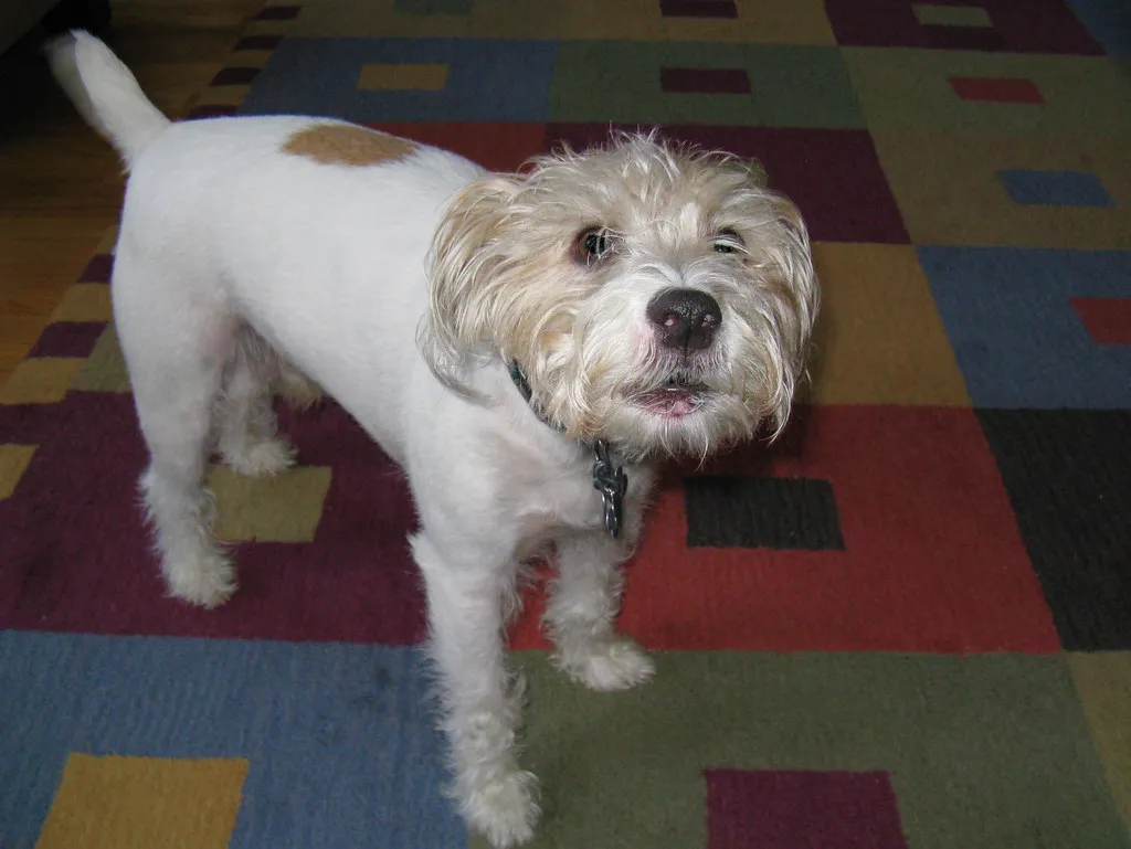 The Direction of the Wag Is Tied to Brain Lateralization (Zepfanman.com, Flickr, CC BY 2.0)