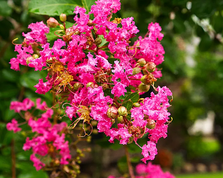 Crape Myrtle (Lagerstroemia): Summer's Long Bloomer (BFS Man, Flickr, CC BY 2.0)