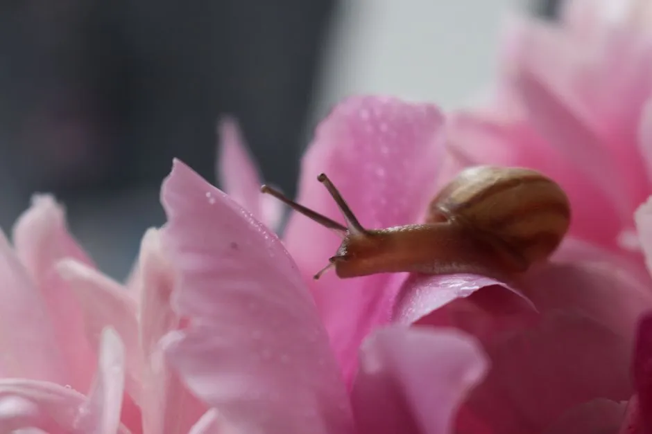 The Slow Flowers Movement and What It Means for Backyard Growers (Image Credits: Pexels)