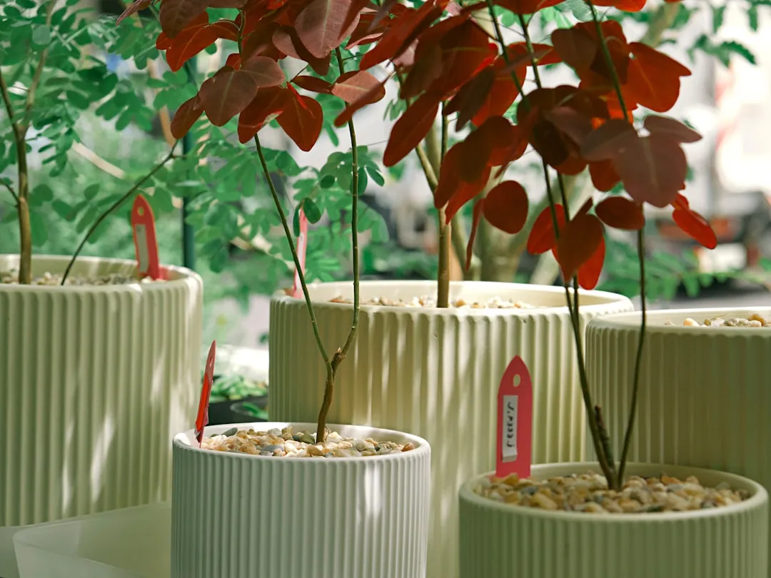 The Collectible Houseplant Trend Feeding the Tag Market (Image Credits: Unsplash)