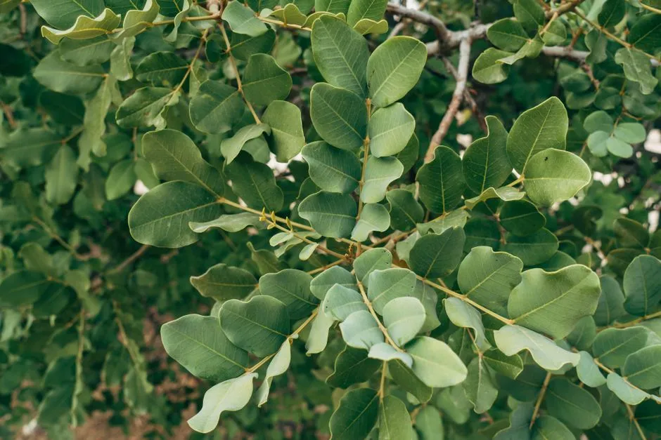 Catalina Ironwood: Underrated and Highly Effective (Image Credits: Pexels)
