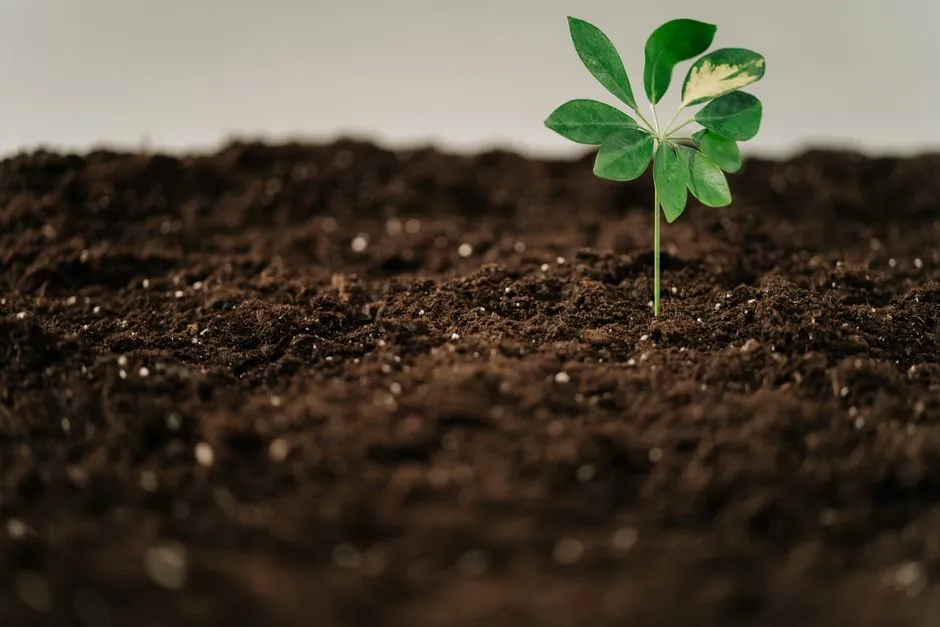 The Phosphorus Cycle Disruption in Greenhouse Soil (Image Credits: Pexels)