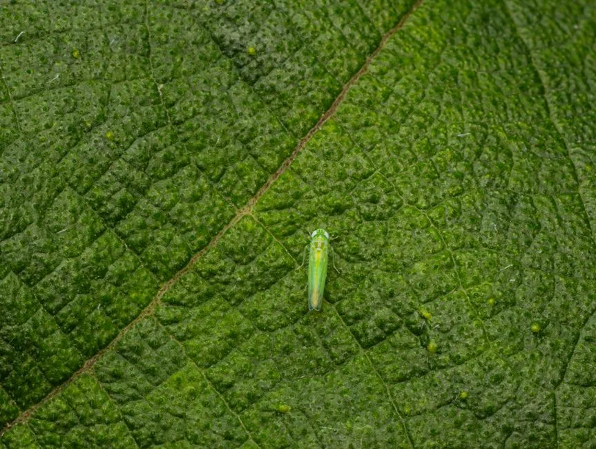 Remove Infested Leaves the Moment You See Them (Image Credits: Pexels)