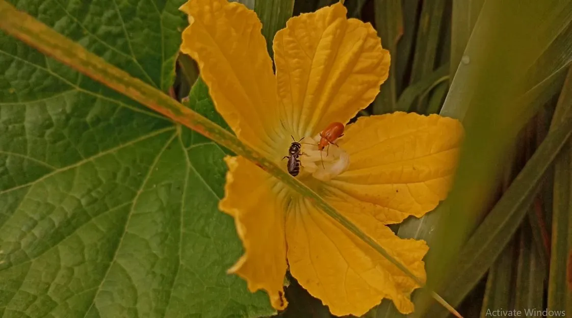 Squash Bees, Long-Horned Bees, and Globe Mallow Bees (By Luwenn, CC BY-SA 4.0)