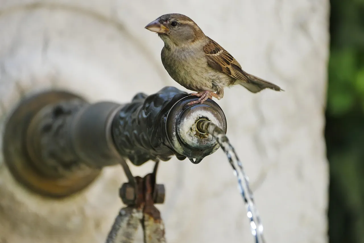Clean Water Matters Too (Image Credits: Pixabay)