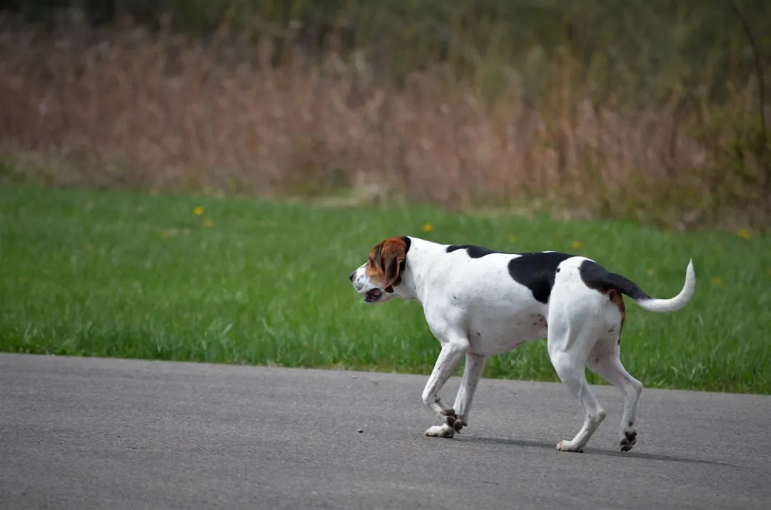 The Stiff, Fast Wag: A Warning Sign (Image Credits: Unsplash)