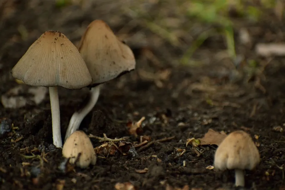 The Fungal Threat Hidden in Wet Soil (Image Credits: Pexels)