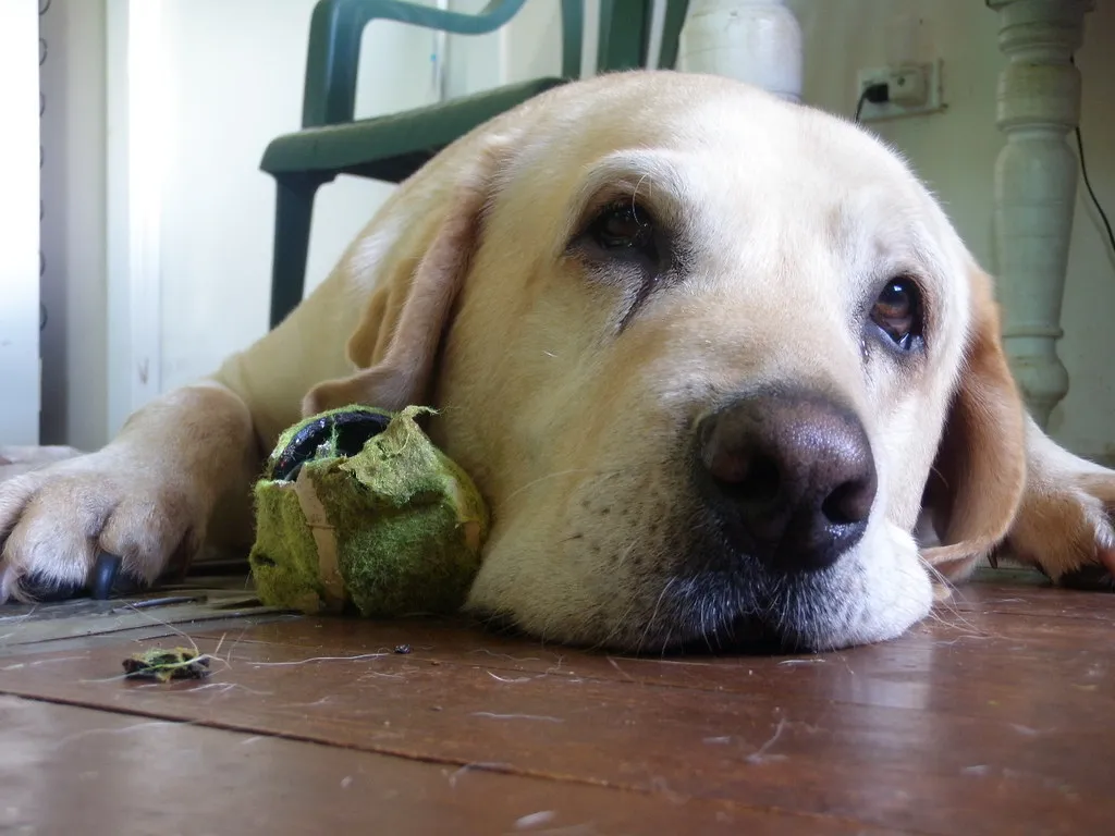 Twitching vs. Seizures: Knowing the Difference (certified su, Flickr, CC BY 2.0)