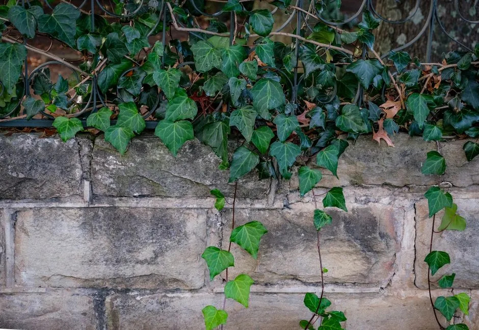 How English Ivy Earned Its Reputation (Image Credits: Pexels)