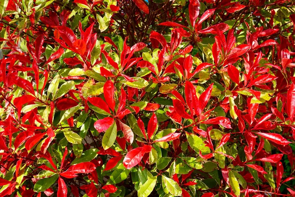 6. Photinia 'Red Robin' - Privacy With a Splash of Colour (Image Credits: Pexels)