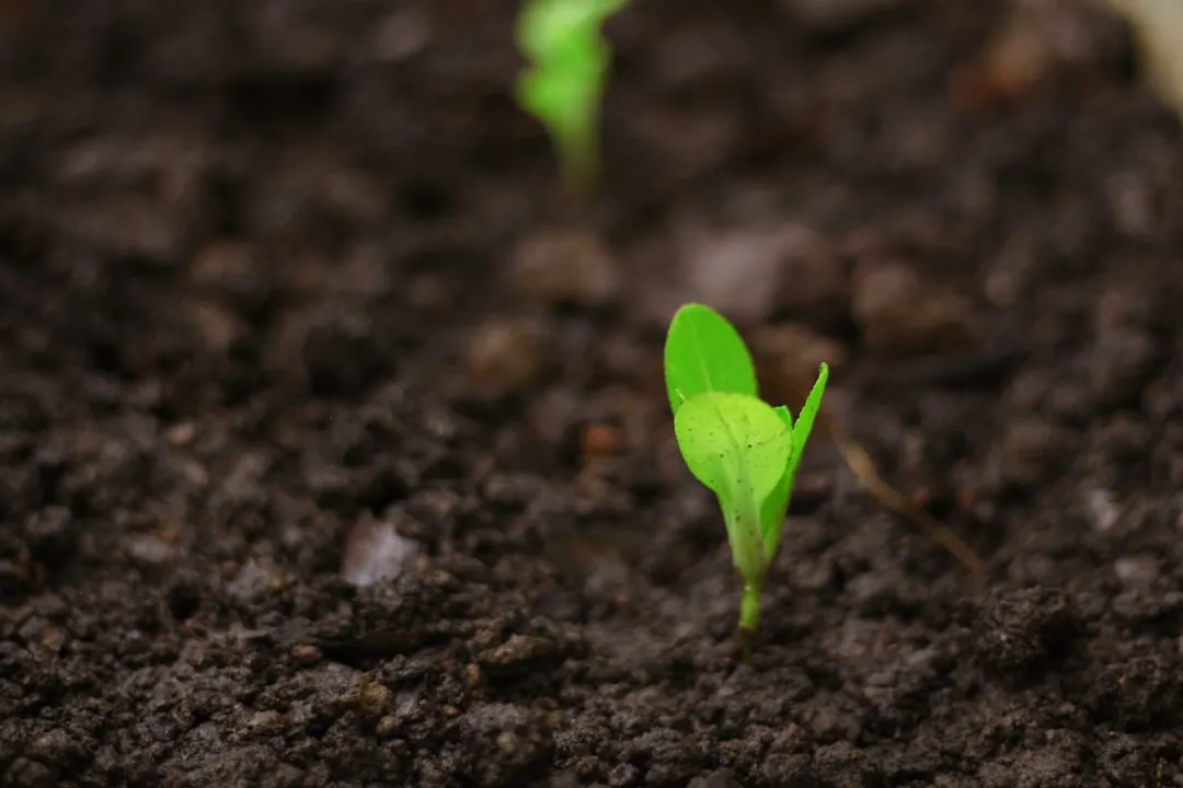 Testing Germination Before You Plant in Spring (Image Credits: Unsplash)