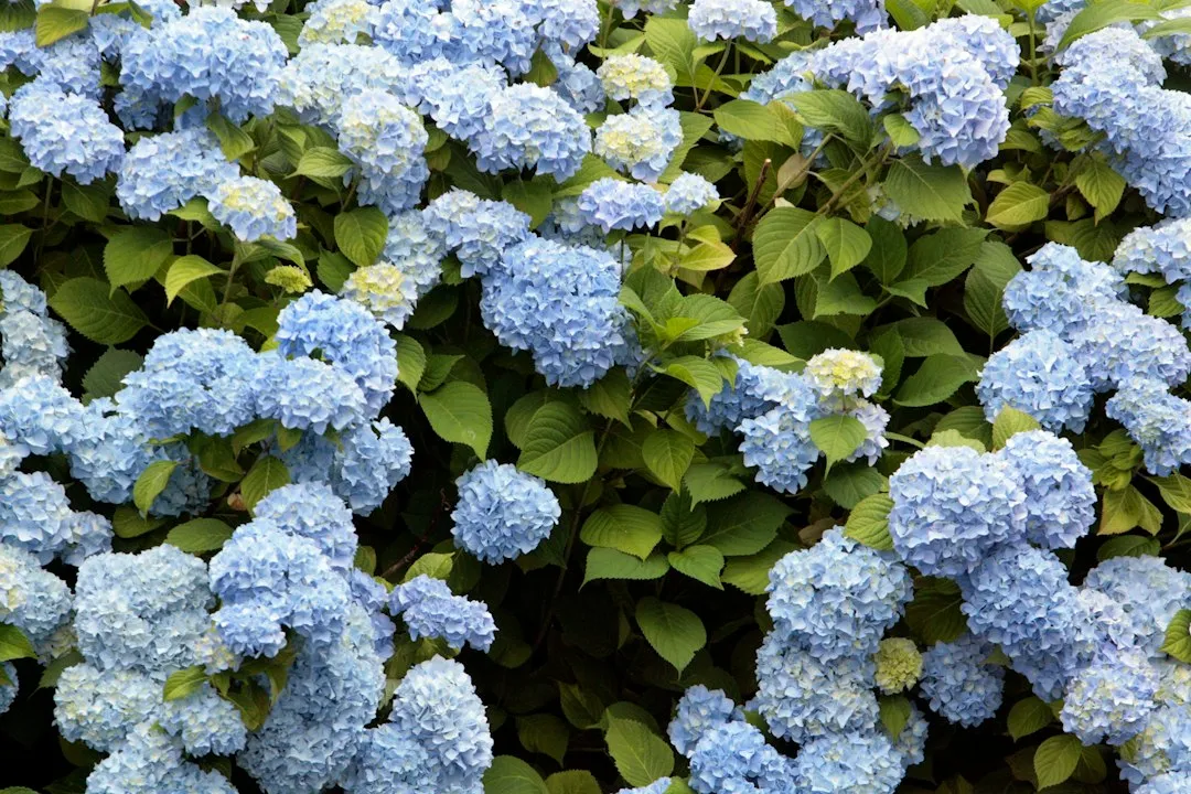 The Blooms Become a Natural Frost Shield (Image Credits: Unsplash)