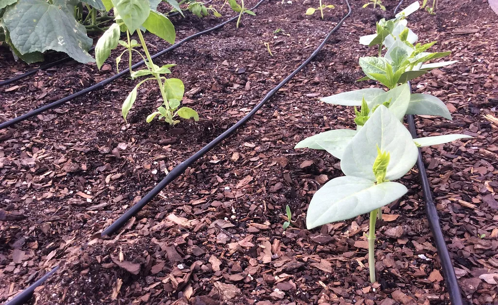 Watering, Mulch, and Soil Practices That Help (Image Credits: Flickr)