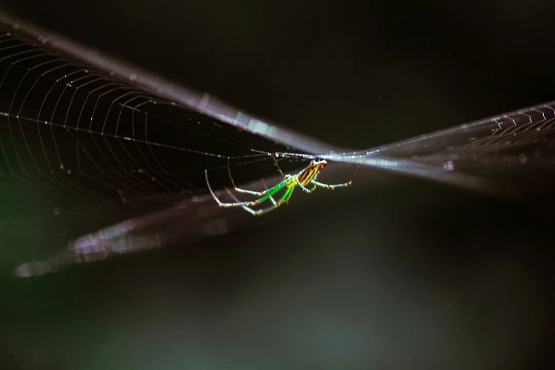 Orb Weavers Are the Most Visible Architects (Image Credits: Unsplash)