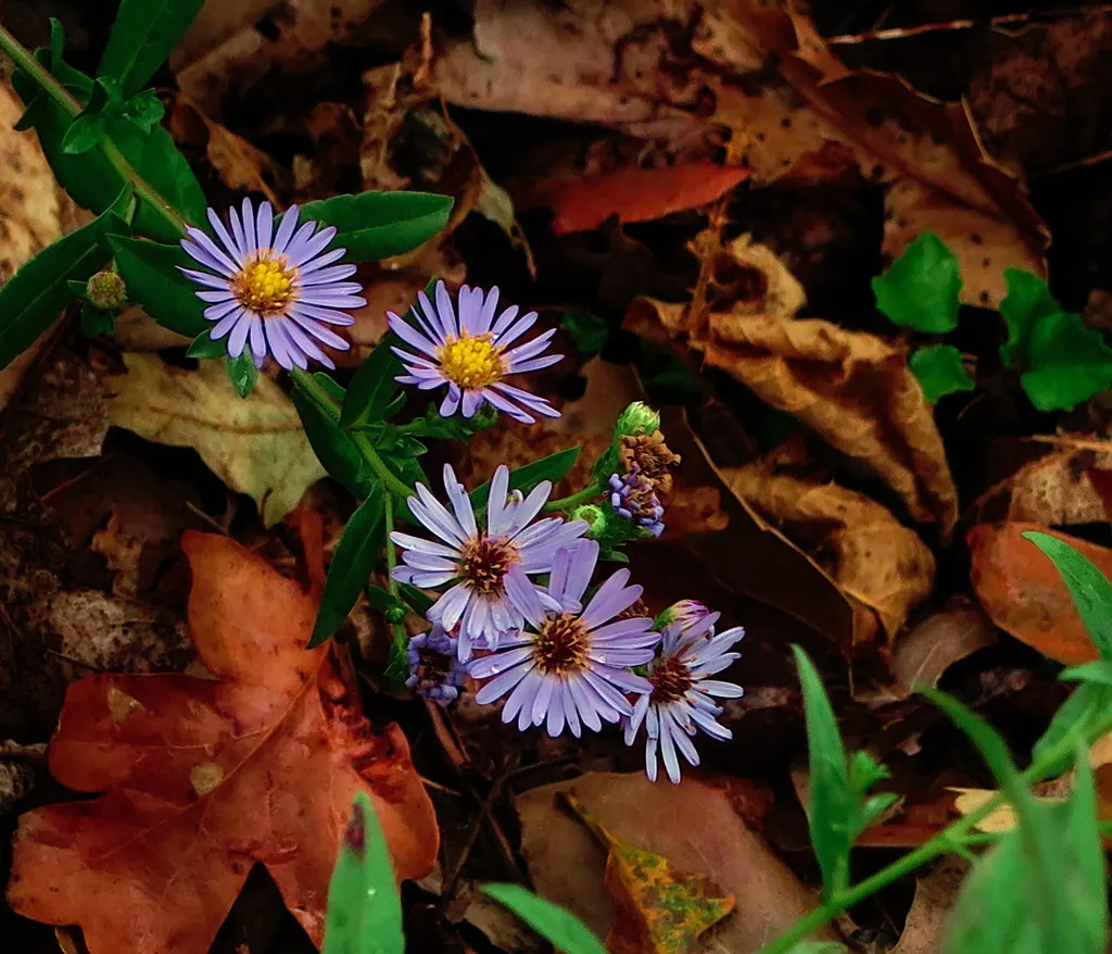 Where to Find These Plants in Ventura County (John Rusk, Flickr, CC BY 2.0)
