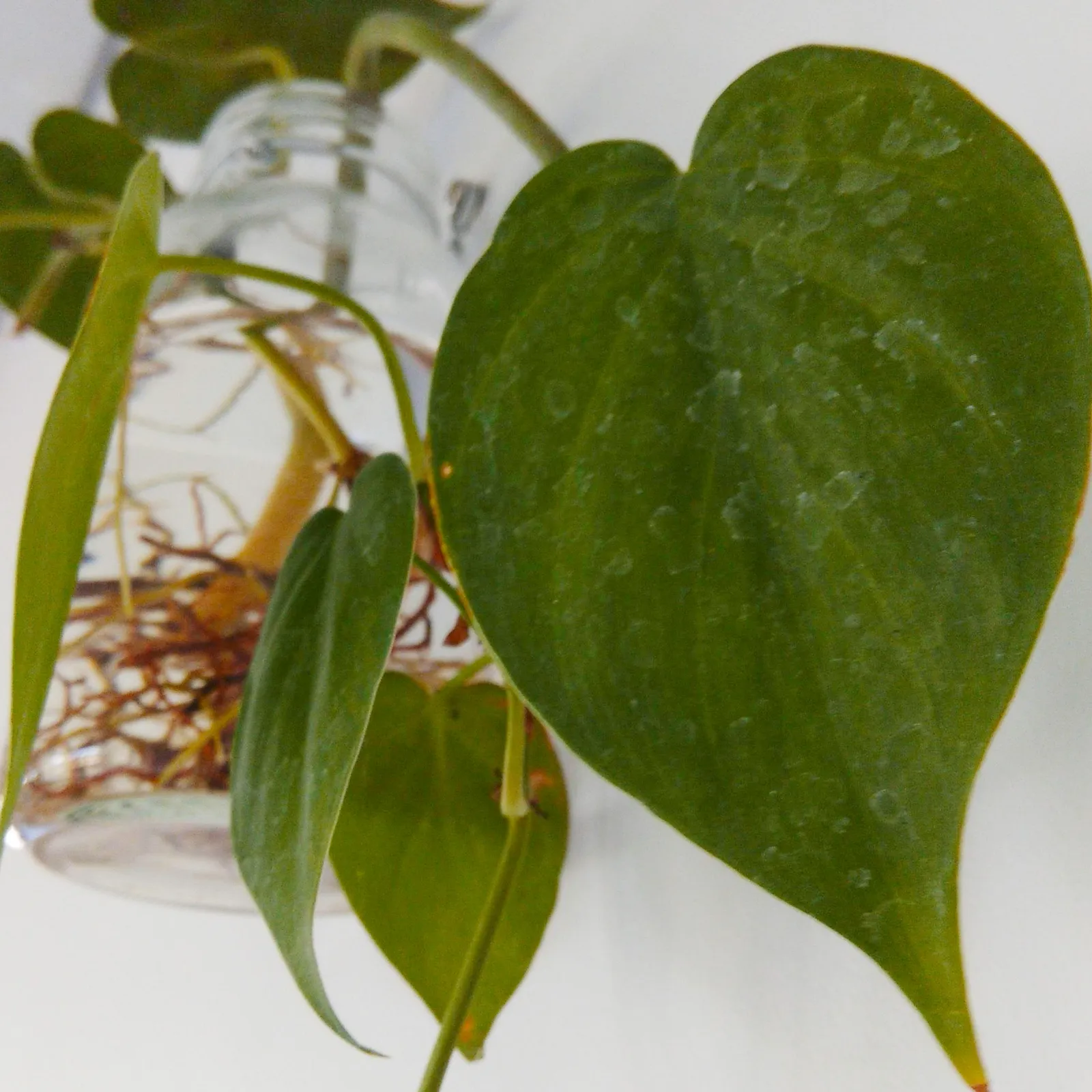 Philodendron: Quiet, Steady Growth Through Low-Light Seasons (By Aris riyanto, CC BY-SA 4.0)