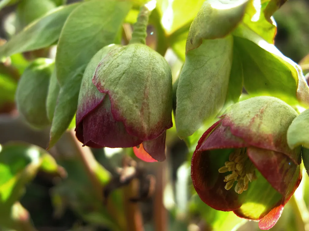 Flower Anatomy That Holds Up in the Cold (jacilluch, Flickr, CC BY-SA 2.0)