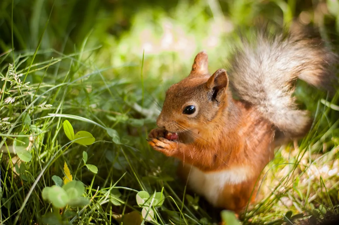 Supplement Food Sources When Heat Disrupts the Natural Supply (Image Credits: Unsplash)