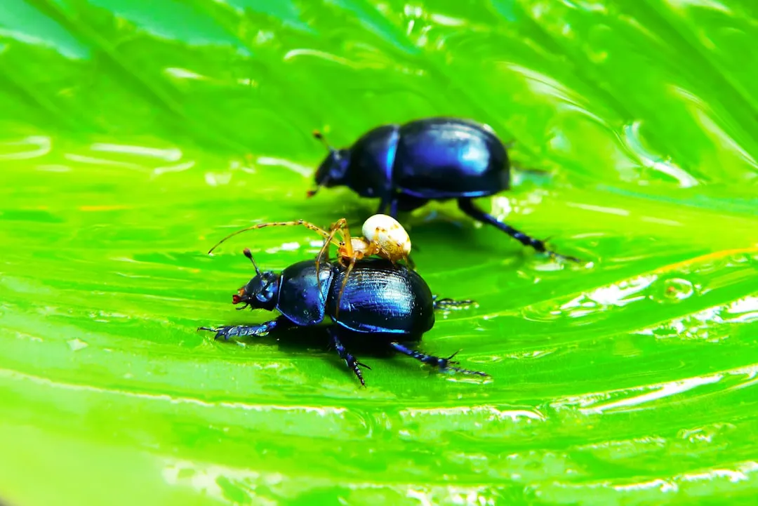Thick Thatch: A Hidden Welcome Mat for Beetles (Image Credits: Unsplash)