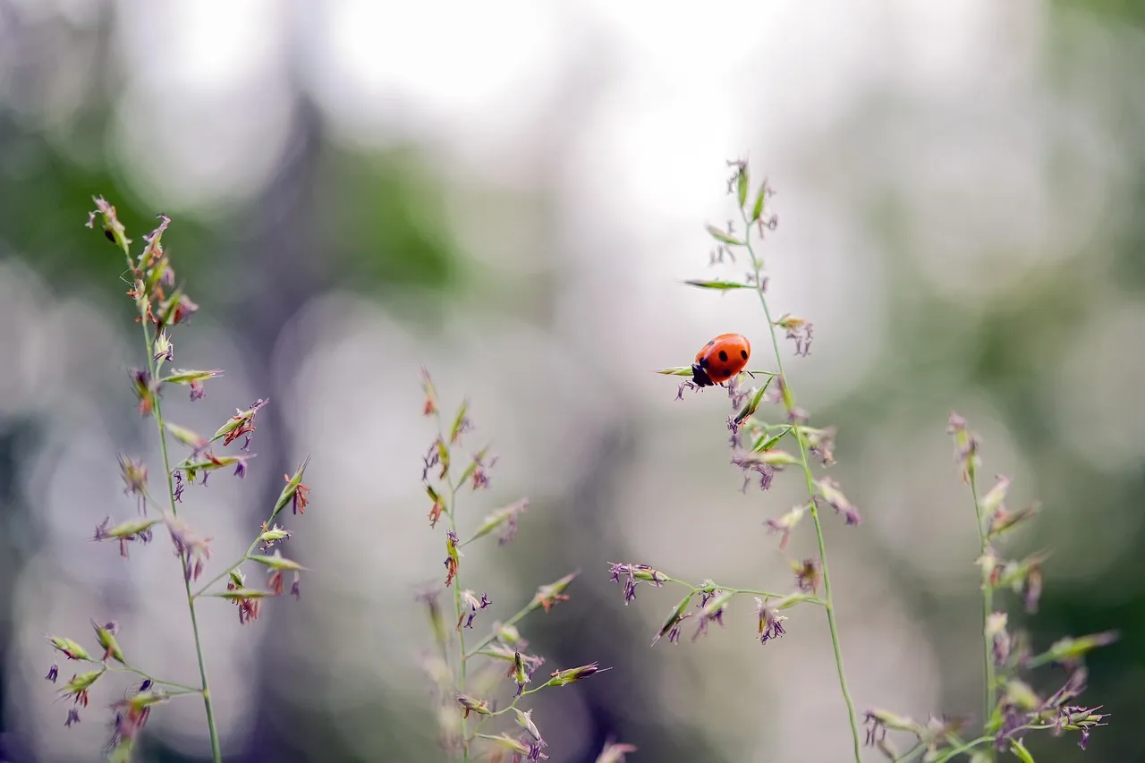 Neighboring Plants Eavesdrop on the Signal (Image Credits: Pixabay)