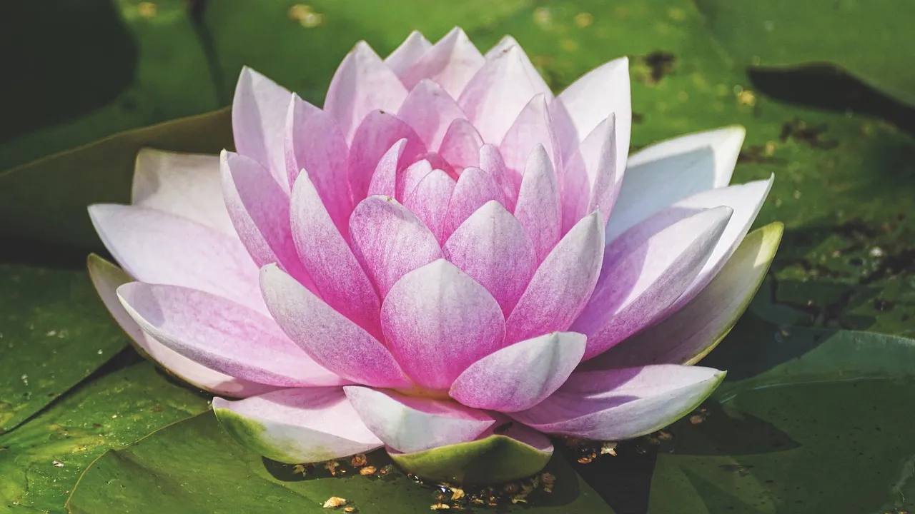 The Peace Lily: Calm That Signals Something Deeper (Image Credits: Pixabay)