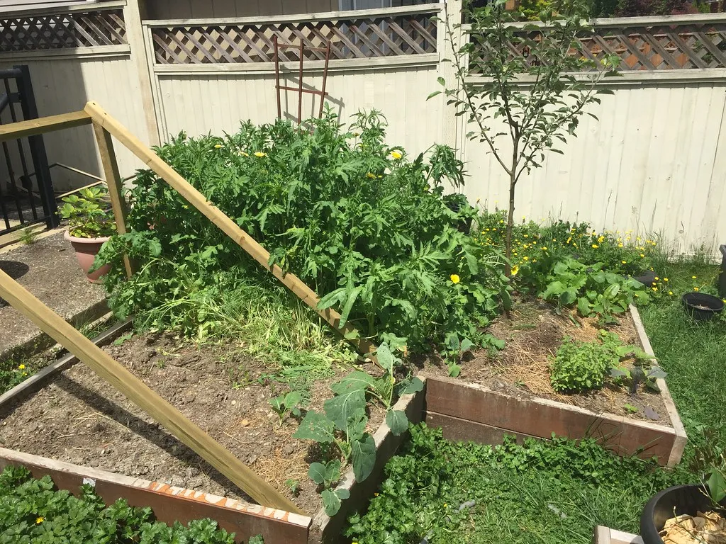 6. Building a Trellis That's Too Short for the Variety (jfeuchter, Flickr, CC BY 2.0)
