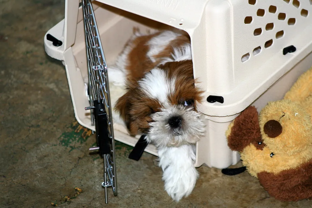 Skipping Bedroom Placement for Young Puppies (jimw, Flickr, CC BY 2.0)