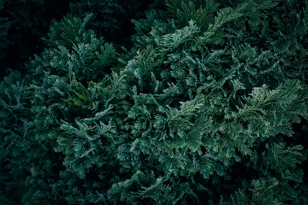 Choosing the Right Shrub Species (Image Credits: Unsplash)