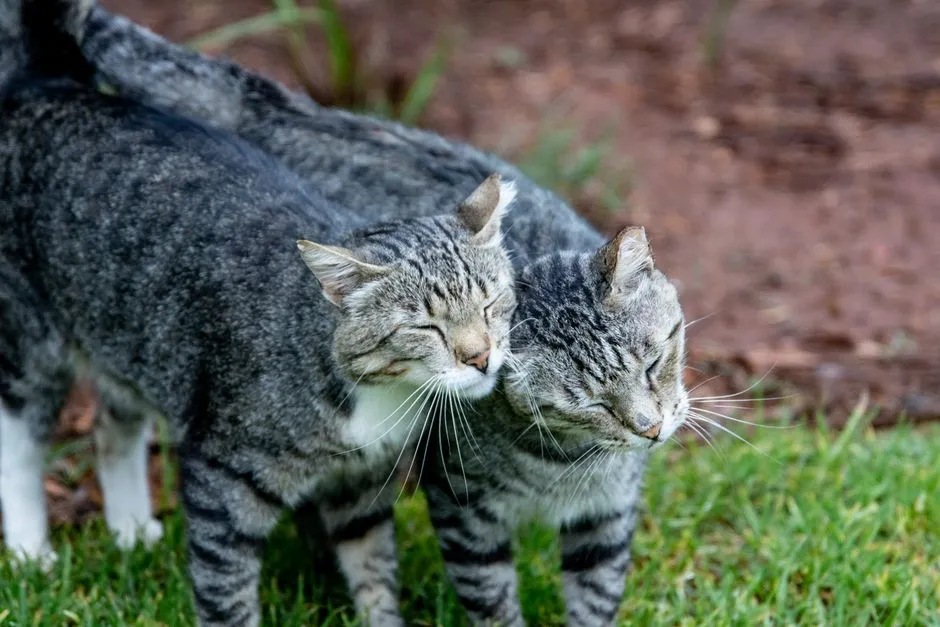 Attention-Seeking and Learned Behavior (Image Credits: Pexels)
