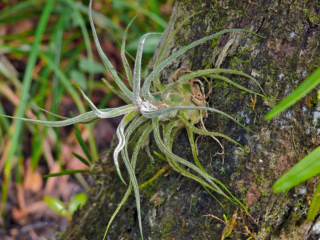 Tillandsia Caput-Medusae: The Offbeat Explorer (Bernard DUPONT, Flickr, CC BY-SA 2.0)