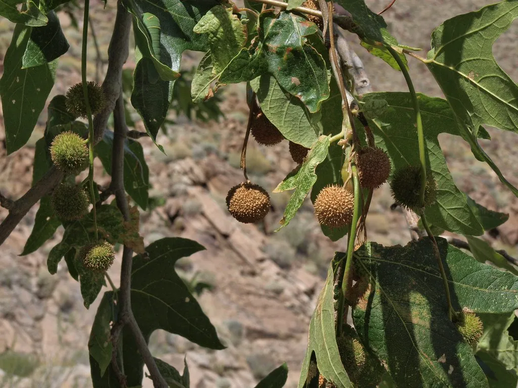 2. California Sycamore: A Native Giant That Grows Like It Means It (Jim Morefield, Flickr, CC BY-SA 2.0)